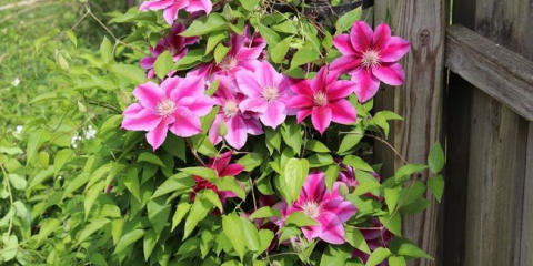 Jak dát clematis na zahradní pozemek